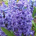 Hyacinthus orientalis 'Bismark'
